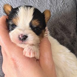 Little Oliver AKC - Parti male Yorkshire Terrier puppy in Hope, Indiana from DJ Yorkies