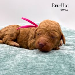 Red-Hot - Red female Bernedoodle puppy in Sunman, Indiana from Brunsman Country Doodles LLC