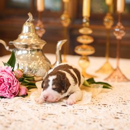Poodle Puppies from Setting the Standard Poodles