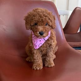 Black Widow - Red  female Goldendoodle puppy in Charlotte, North Carolina from Barkins and Company