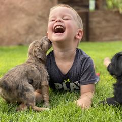 Aussiedoodle and Leopardoodle Puppies from A Puppy Crush