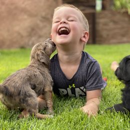 Aussiedoodle and Leopardoodle Puppies from A Puppy Crush