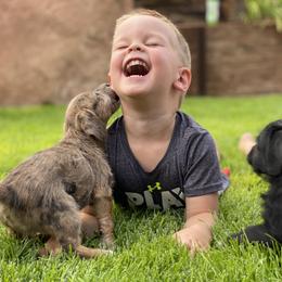 Aussiedoodle and Leopardoodle Puppies from A Puppy Crush