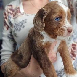 Laszlo - Red merle male Aussiedoodle puppy in Prescott Valley, Arizona from Ramirez Family Doodles