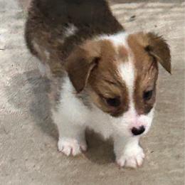 Sawyer - Sable male Pembroke Welsh Corgi puppy in Blair, Wisconsin from Sandy’s Pet Grooming and Boarding & AKC Corgis