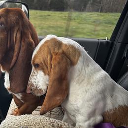 Basset Hounds from Dailey family Bassett Hounds