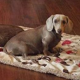 Isabell - Dachshund