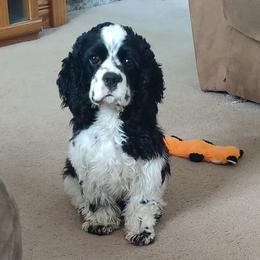 Pepper - Black and white female Cocker Spaniel puppy in Delphi, Indiana from Country Cockers of Indiana