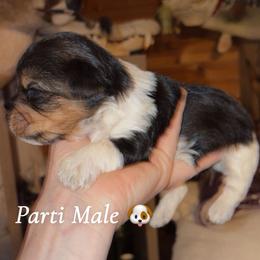 Parti Boy - Parti male Yorkshire Terrier puppy in Gilbertown, Alabama from Sasha's Yorkie Pups