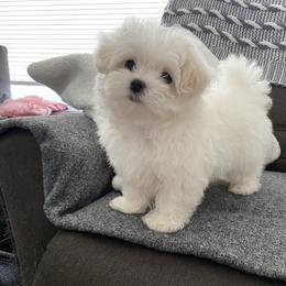 Maltese Puppies from B & O Maltese