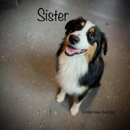 Sister - Miniature American Shepherd