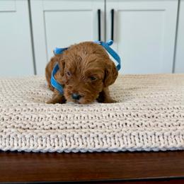 Sequoia - Red  female Goldendoodle puppy in Mesa, Arizona from Twinkle MiniDoodles