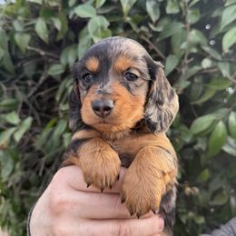 Dachshund Puppies from Monterey Bay Dachshund Kennel