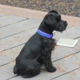 Miniature Schnauzer Puppies from Barenaba Schnauzers