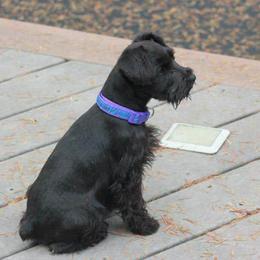 Miniature Schnauzer Puppies from Barenaba Schnauzers