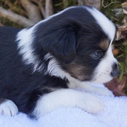 Pigpen - Black tri male Miniature Australian Shepherd puppy in Pittsburg, California from Delta Minis