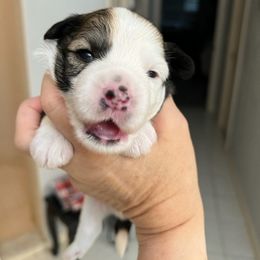 Puff Boy - Sable Chinese Crested puppy in Venice, Florida from Crowned Chinese Cresteds