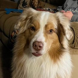 Rocky - Australian Shepherd