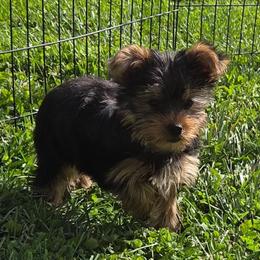 Charles - Black and gold male Yorkshire Terrier puppy in Grafton, West Virginia from Gemstone Kennel