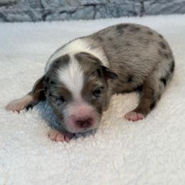 Van - Blue merle male Miniature Australian Shepherd puppy in Midway, Texas from L Bar W Aussie Ranch