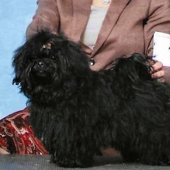 Rain - Russian Tsvetnaya Bolonka