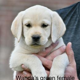 Green female - Yellow female Labrador Retriever puppy in Mississippi from Sure Shot English Labs