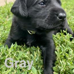 Gray - Black female Labrador Retriever puppy in Blue Earth, Minnesota from K4 Kennels- British Labs