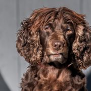 Delta - Boykin Spaniel