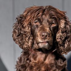 Delta - Boykin Spaniel