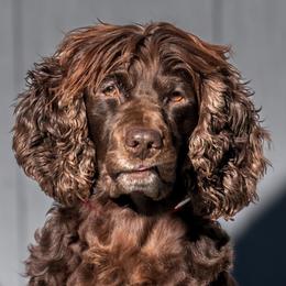 Delta - Boykin Spaniel