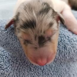 Blue Girl 5 - Blue merle white and tan female Collie puppy in Nunn, Colorado from Kingsgift Collies