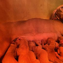 Girl 2 - Golden rust female Vizsla puppy in Riverview, Indiana from Kismet Vizslas
