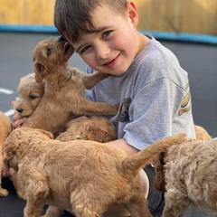 Goldendoodle and Irish Doodle Puppies from Blue Ridge Doodles