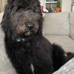 Bernedoodle and Goldendoodle All Grown Up from A.N.A. Doodles
