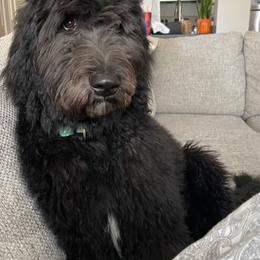 Bernedoodle and Goldendoodle All Grown Up from A.N.A. Doodles