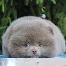 Pomeranian Puppies from Pomeranian gem