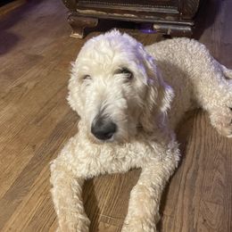 Rosie - Goldendoodle