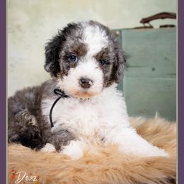 Goose - Blue merle male Bernedoodle puppy in Connersville, Indiana from Deaz Doodle Ranch