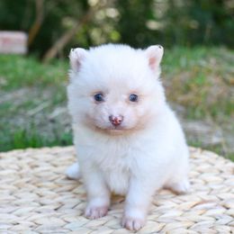 Muffin - White female Pomsky puppy in Coos Bay, Oregon from Ocean View Pomskies