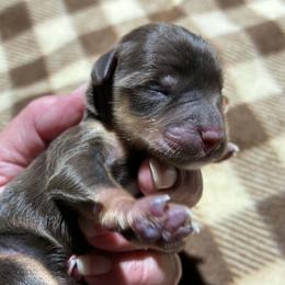 Oakley - Liver male Miniature Schnauzer puppy in Sylvania, Georgia from Southern Sky Miniature Schnauzers