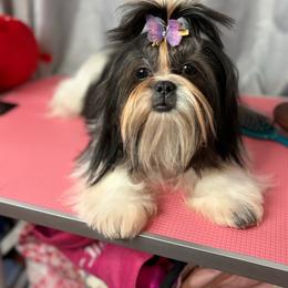 Akc Harley - Black and white female Shih Tzu puppy in Roseville, Michigan from Diamond Paws LLC