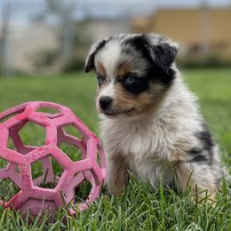 Australian Shepherd, Miniature American Shepherd, Miniature Australian Shepherd, and Toy Australian Shepherd Puppies from Painted Blue Aussies