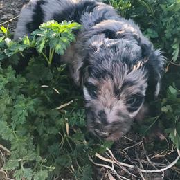 Aussiedoodle Puppies from Arena Valley Acres LLC
