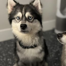 Pomskies from Timeless Tails Pomsky