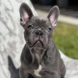 French Bulldogs from Texas Meskin Frenchies