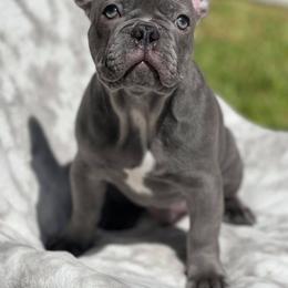 French Bulldogs from Texas Meskin Frenchies