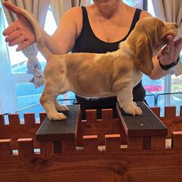 Girl 1 - Red and white female Basset Hound puppy in Greenleaf, Idaho from Happy Acre Bassets