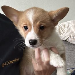 Dark blue boy - Red male Pembroke Welsh Corgi puppy in Largo, Florida from Nauti Corgi’s