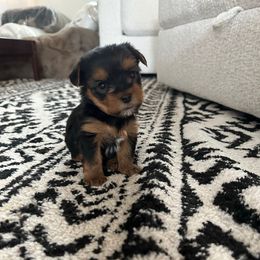 Carter (brown collar) - Black and tan male Yorkshire Terrier puppy in Selden, New York from Alisha's Yorkshire Terriers