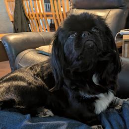 Pearl - Shih Tzu